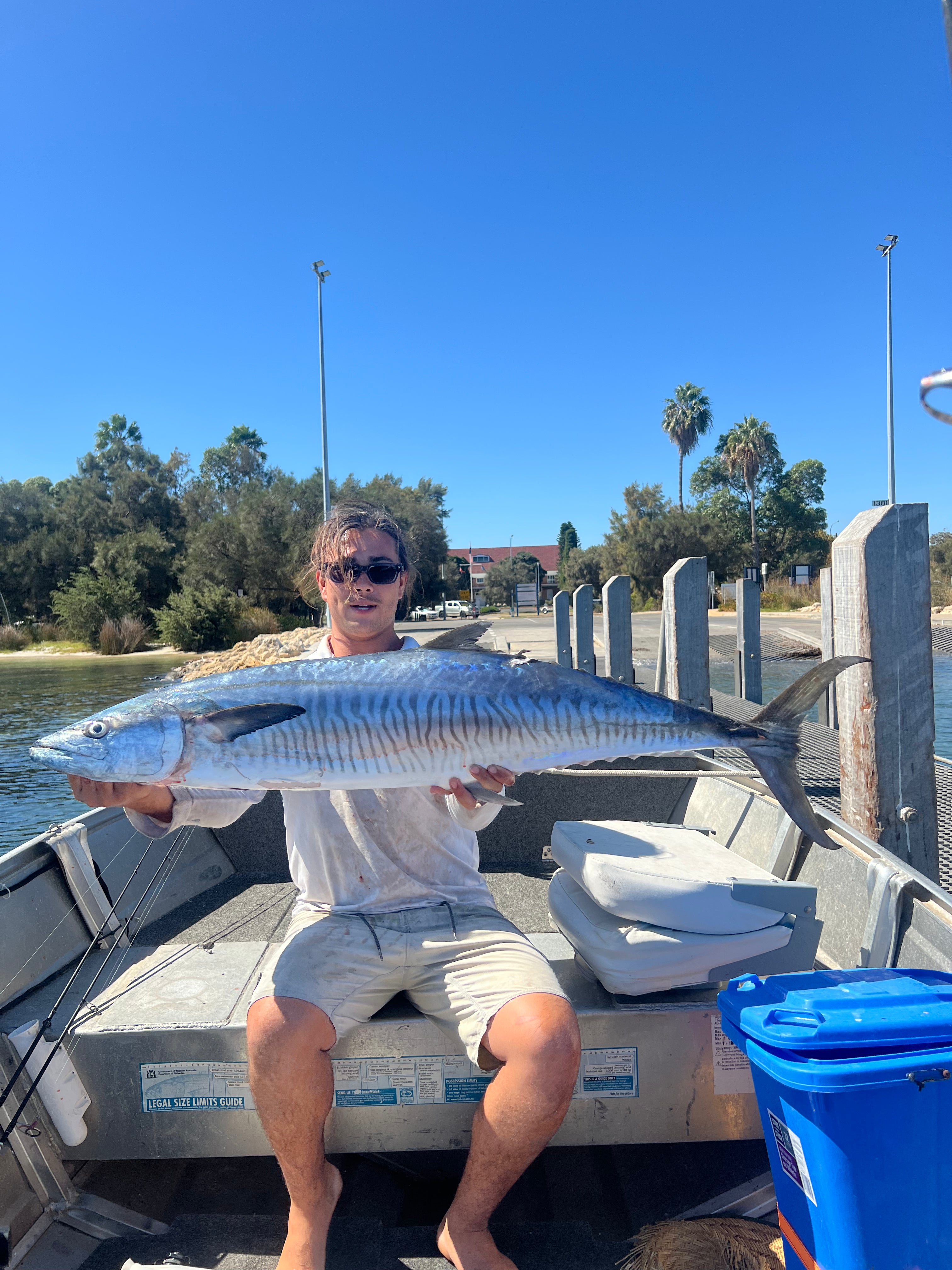 Spanish Mackerel Grey